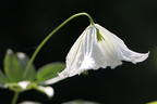 Italienische Waldrebe 'Hagelby White' - Clematis viticella 'Hagelby White'