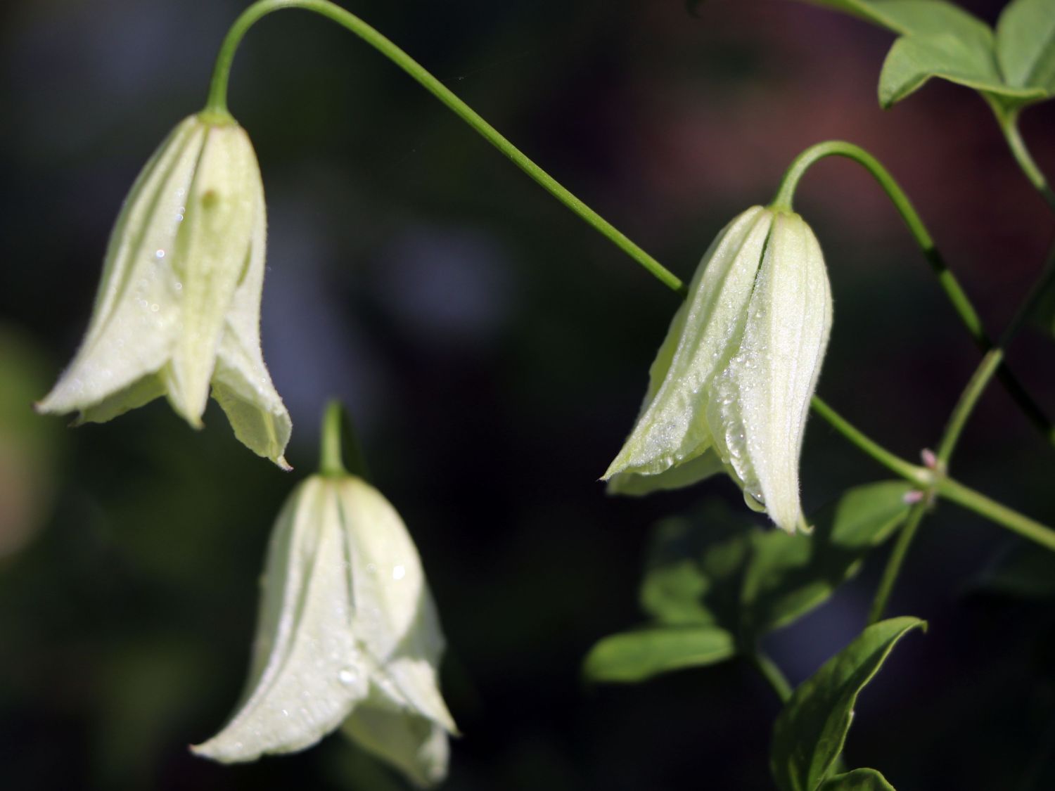 Italienische Waldrebe 'Hagelby White' - Clematis viticella 'Hagelby White'