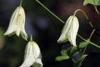 Italienische Waldrebe 'Hagelby White' - Clematis viticella 'Hagelby White'