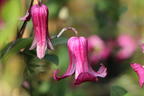 Italienische Waldrebe 'Queen Mother' ® - Clematis viticella 'Queen Mother' ®