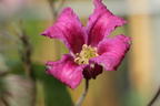 Italienische Waldrebe 'Queen Mother' ® - Clematis viticella 'Queen Mother' ®