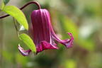 Italienische Waldrebe 'Queen Mother' ® - Clematis viticella 'Queen Mother' ®