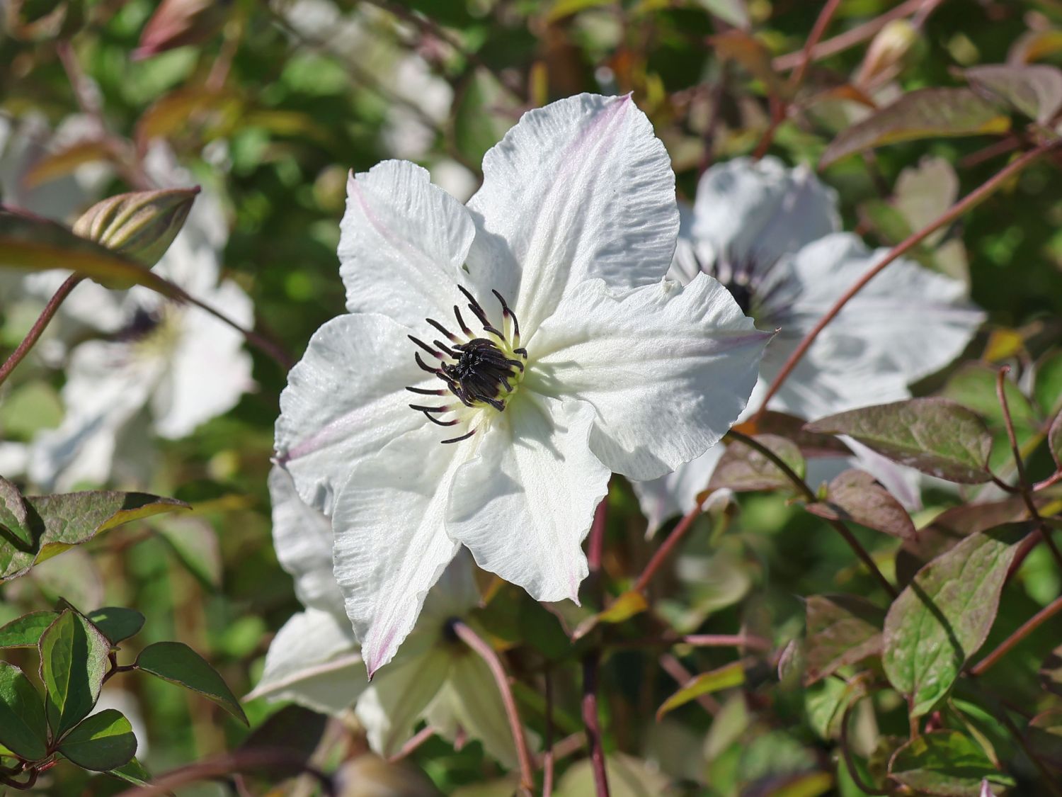 Italienische Waldrebe 'Sunny Side' - Clematis viticella 'Sunny Side'