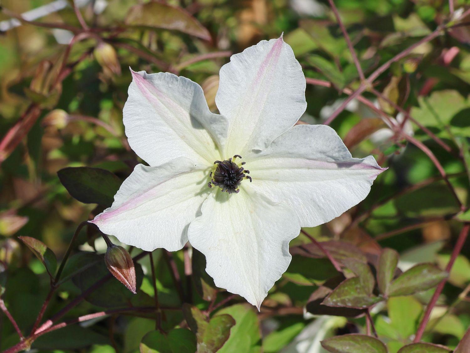 Italienische Waldrebe 'Sunny Side' - Clematis viticella 'Sunny Side'