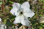 Italienische Waldrebe 'Sunny Side' - Clematis viticella 'Sunny Side'