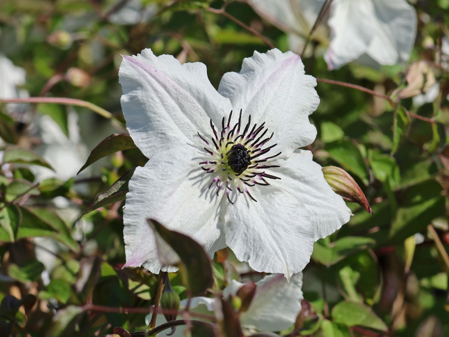 Italienische Waldrebe 'Sunny Side' - Clematis viticella 'Sunny Side'