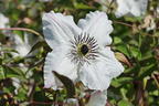 Italienische Waldrebe 'Sunny Side' - Clematis viticella 'Sunny Side'