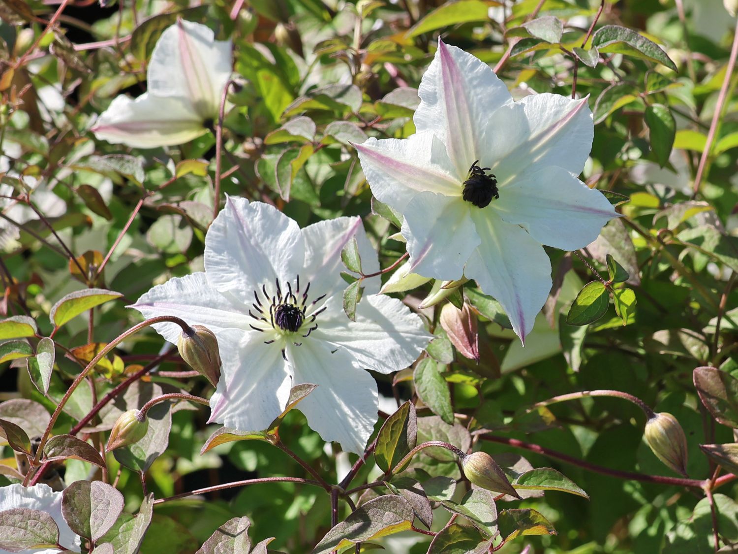 Italienische Waldrebe 'Sunny Side' - Clematis viticella 'Sunny Side'