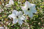 Italienische Waldrebe 'Sunny Side' - Clematis viticella 'Sunny Side'