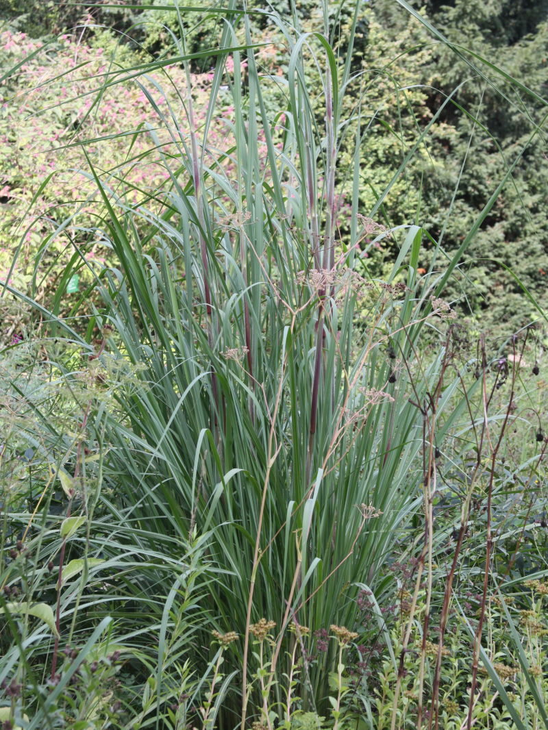 Zuckerrohr (Saccharum)