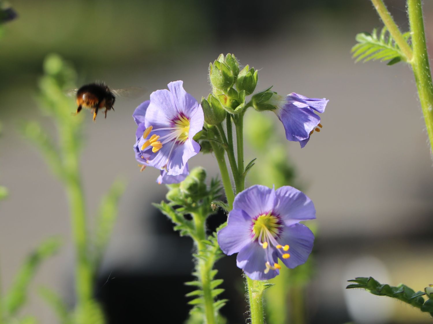 Jakobsleiter 'Heavenly Habit'