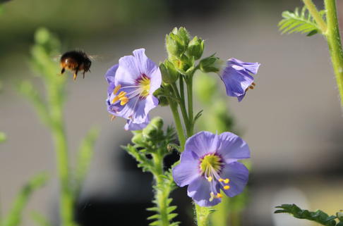Jakobsleiter 'Heavenly Habit' - Polemonium boreale 'Heavenly Habit'