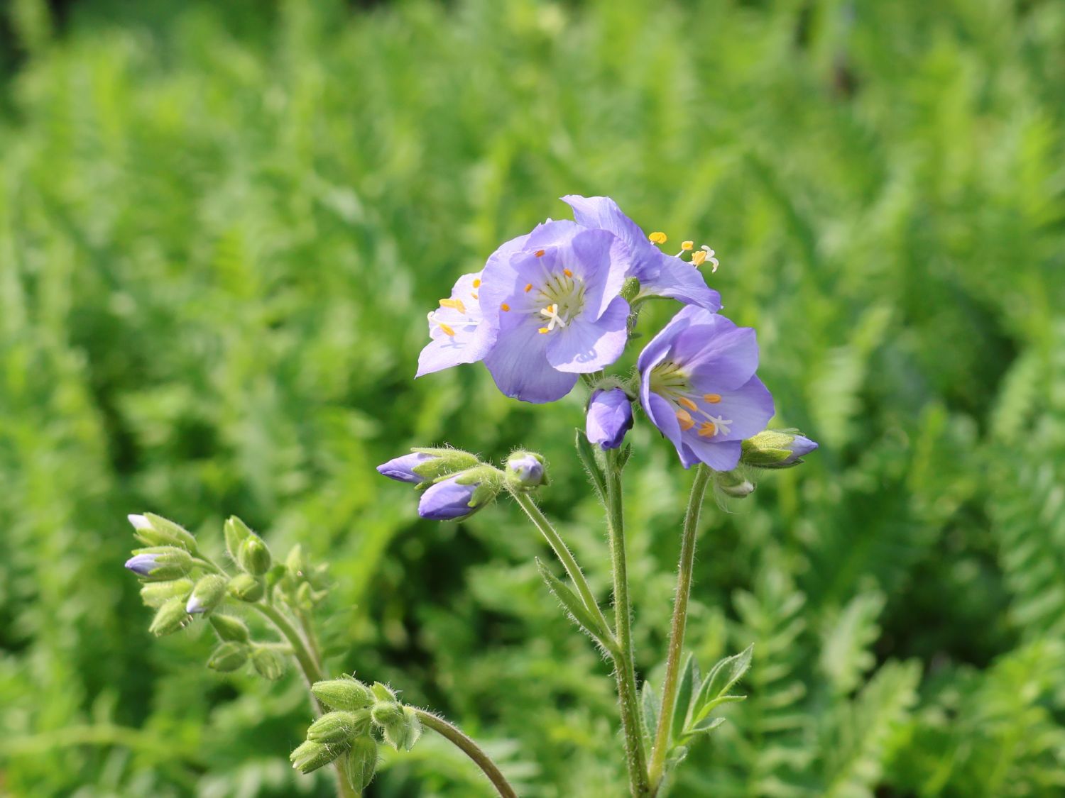 Jakobsleiter 'Northern Lights'