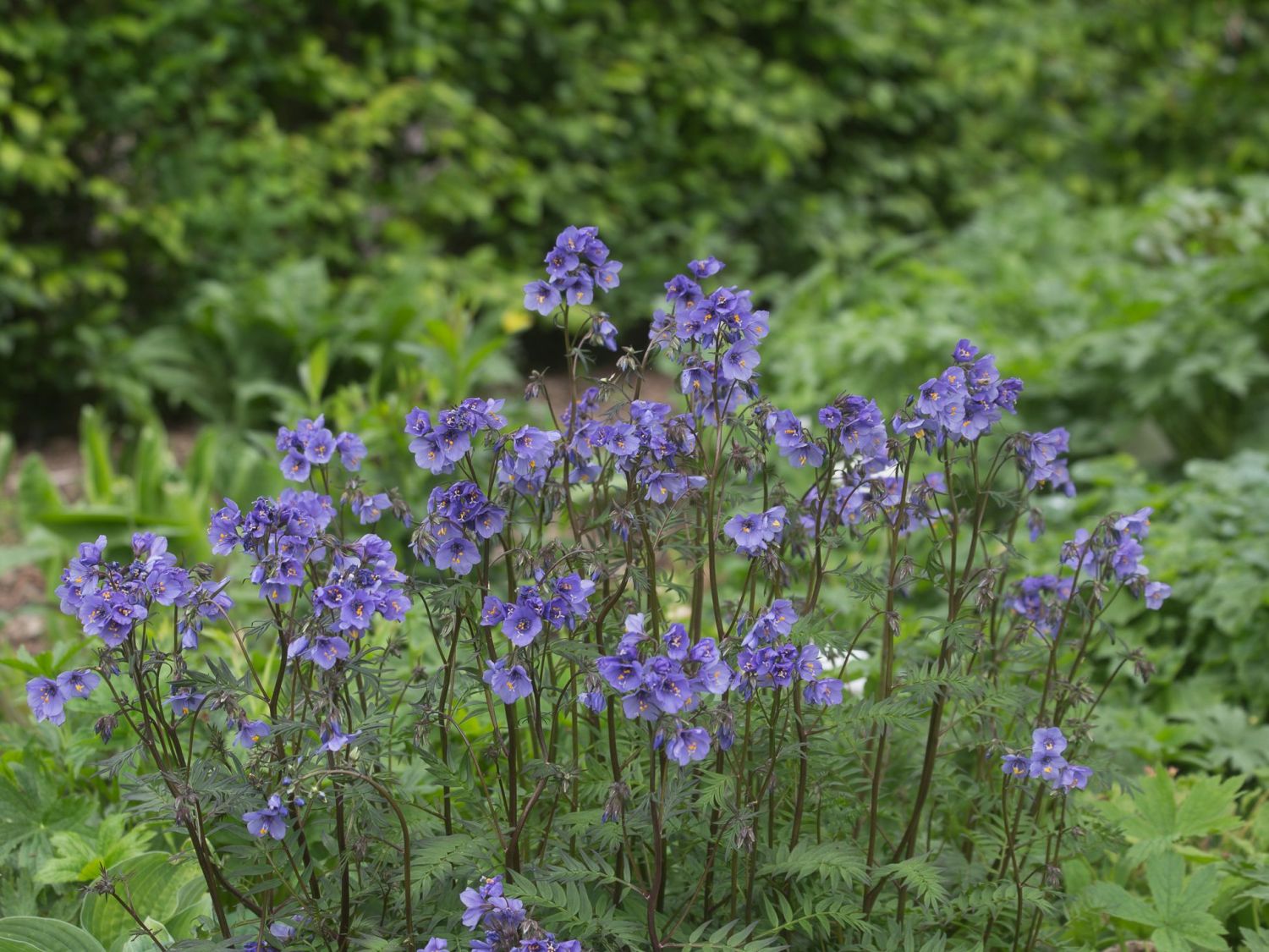 Jakobsleiter (Polemonium)