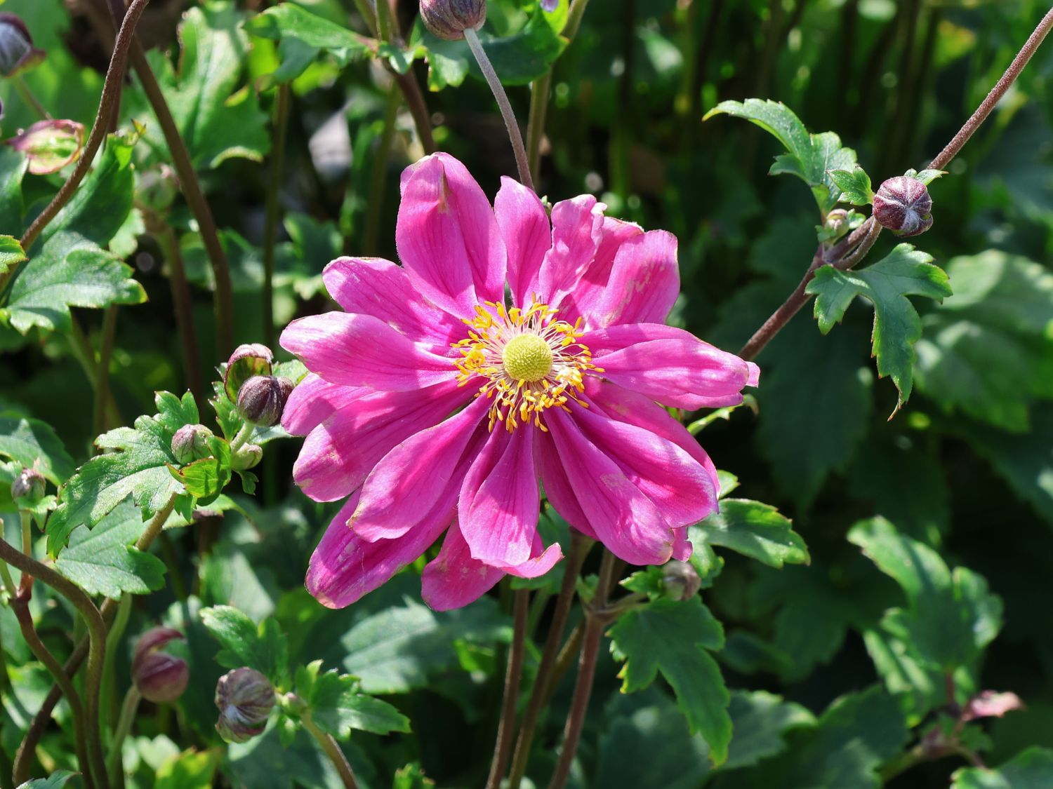 Japan-Herbst-Anemone 'Bressingham Glow'