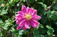 Japan-Herbst-Anemone 'Bressingham Glow'