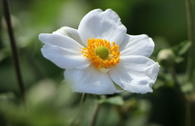 Japan-Herbst-Anemone 'Honorine Jobert'