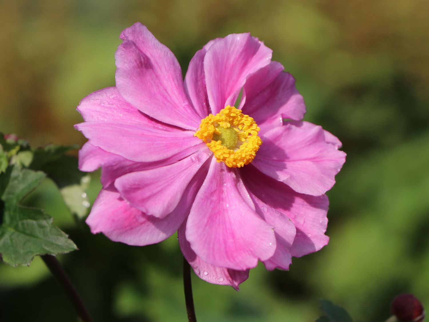 Japan-Herbst-Anemone 'Königin Charlotte'