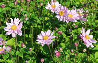 Japan-Herbst-Anemone 'Mont Rose'