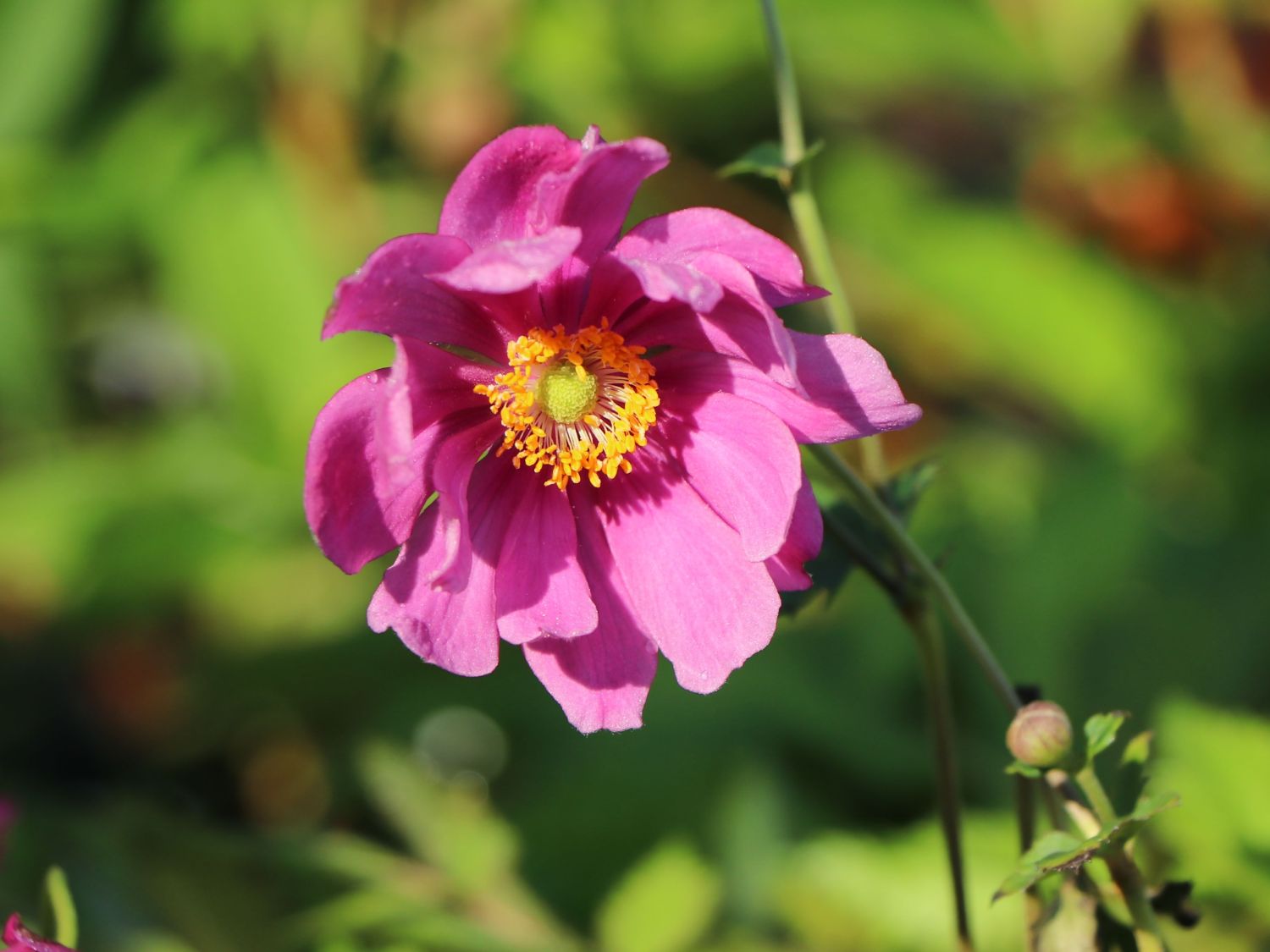 Japan-Herbst-Anemone 'Rotkäppchen'