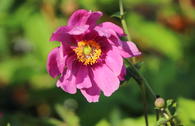 Japan-Herbst-Anemone 'Rotkäppchen'