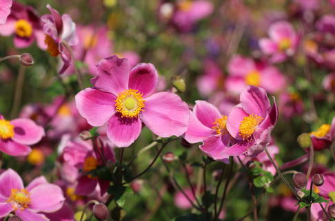 Japan-Herbst-Anemone 'Splendens' - Anemone hupehensis 'Splendens'