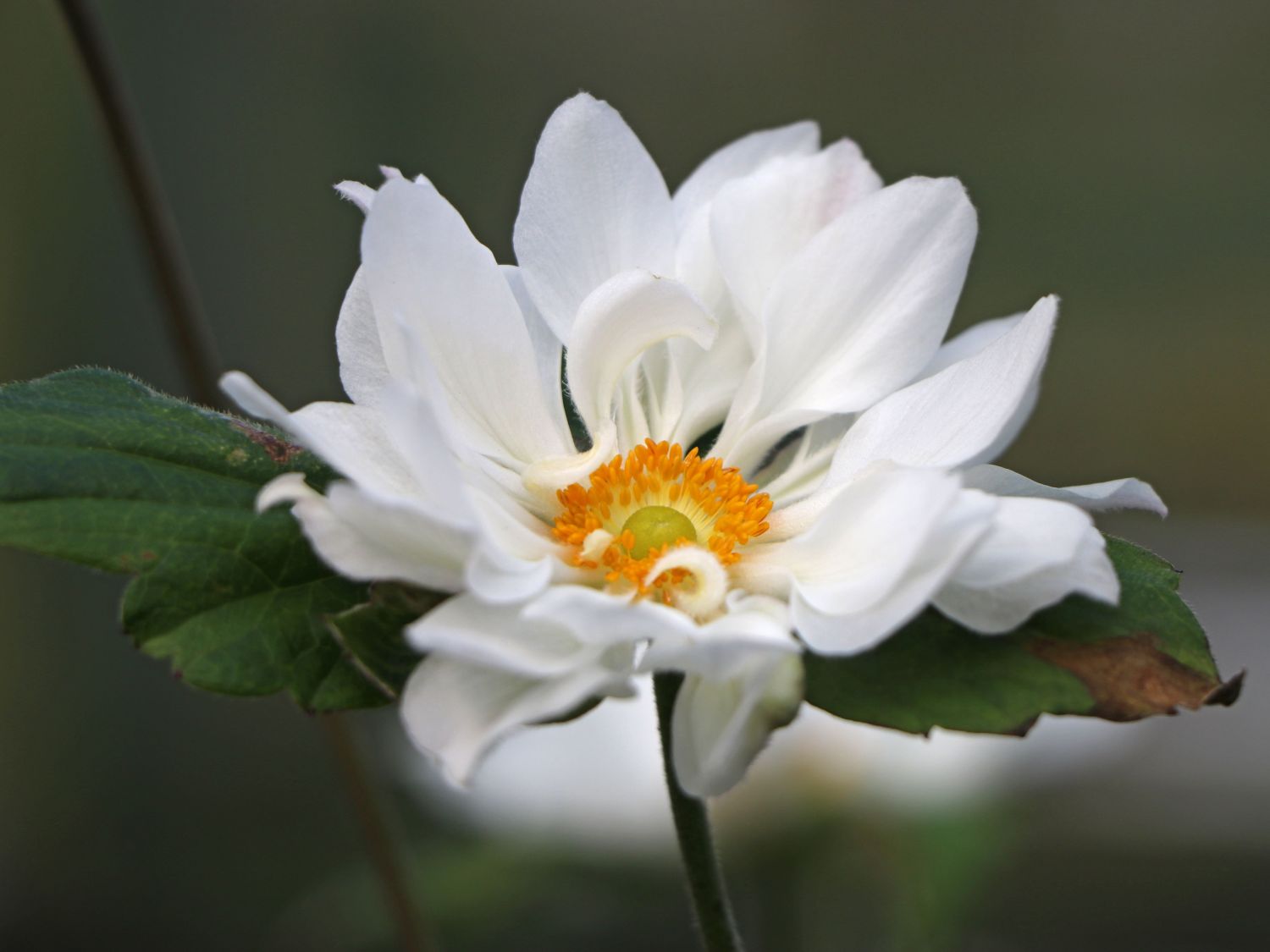 Japan-Herbst-Anemone 'Whirlwind' - Anemone hupehensis 'Whirlwind'