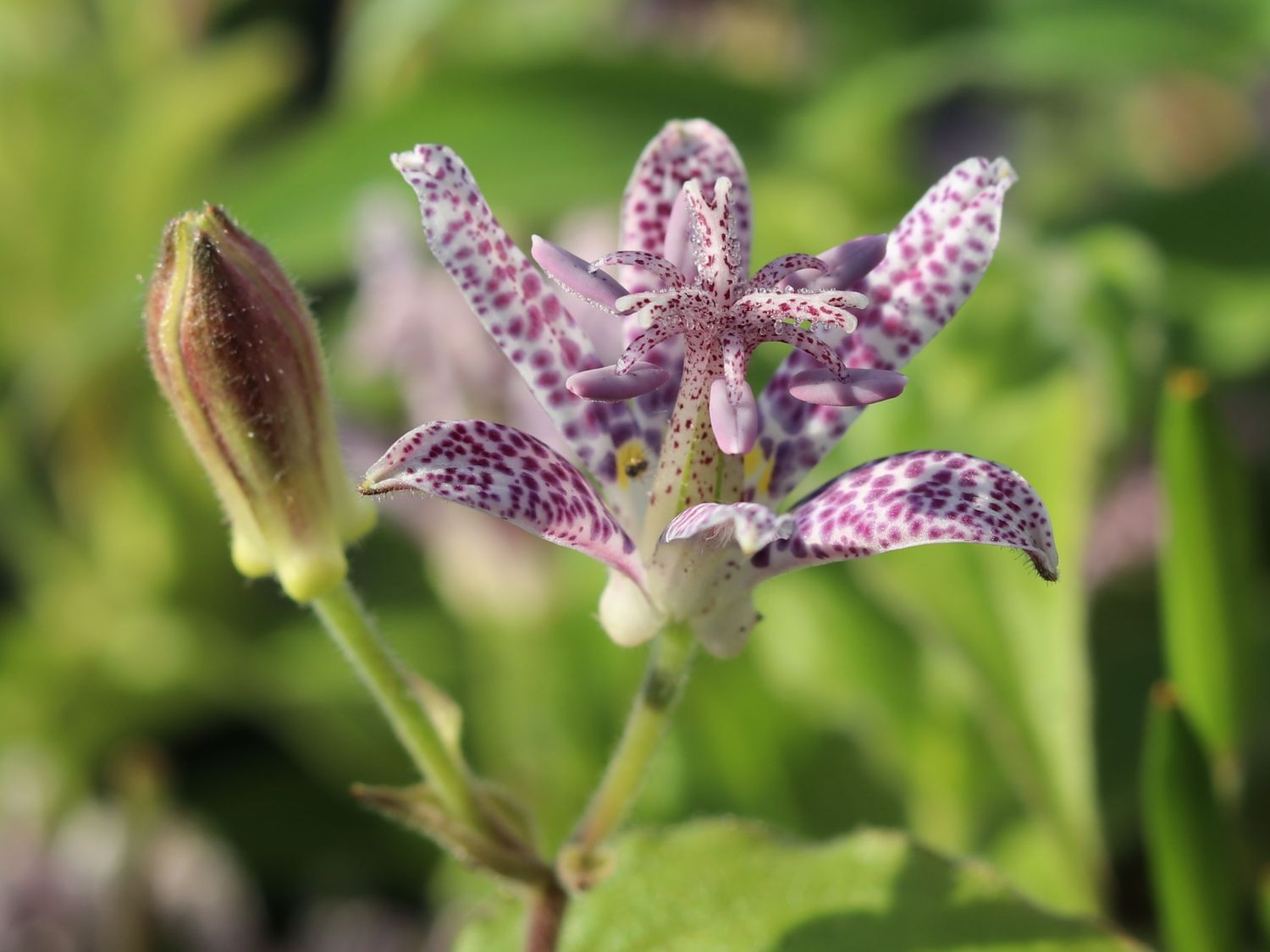 Japan Krötenlilie - Tricyrtis hirta
