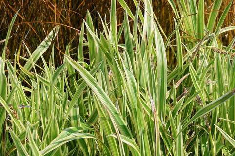 Japan-Segge 'Vanilla Ice' - Carex foliosissima 'Vanilla Ice'