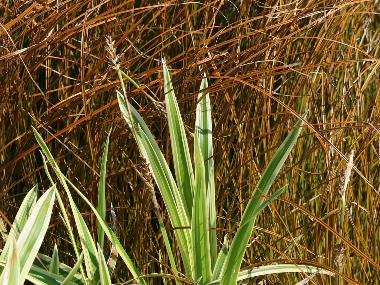 Japan-Segge 'Vanilla Ice' - Carex foliosissima 'Vanilla Ice'