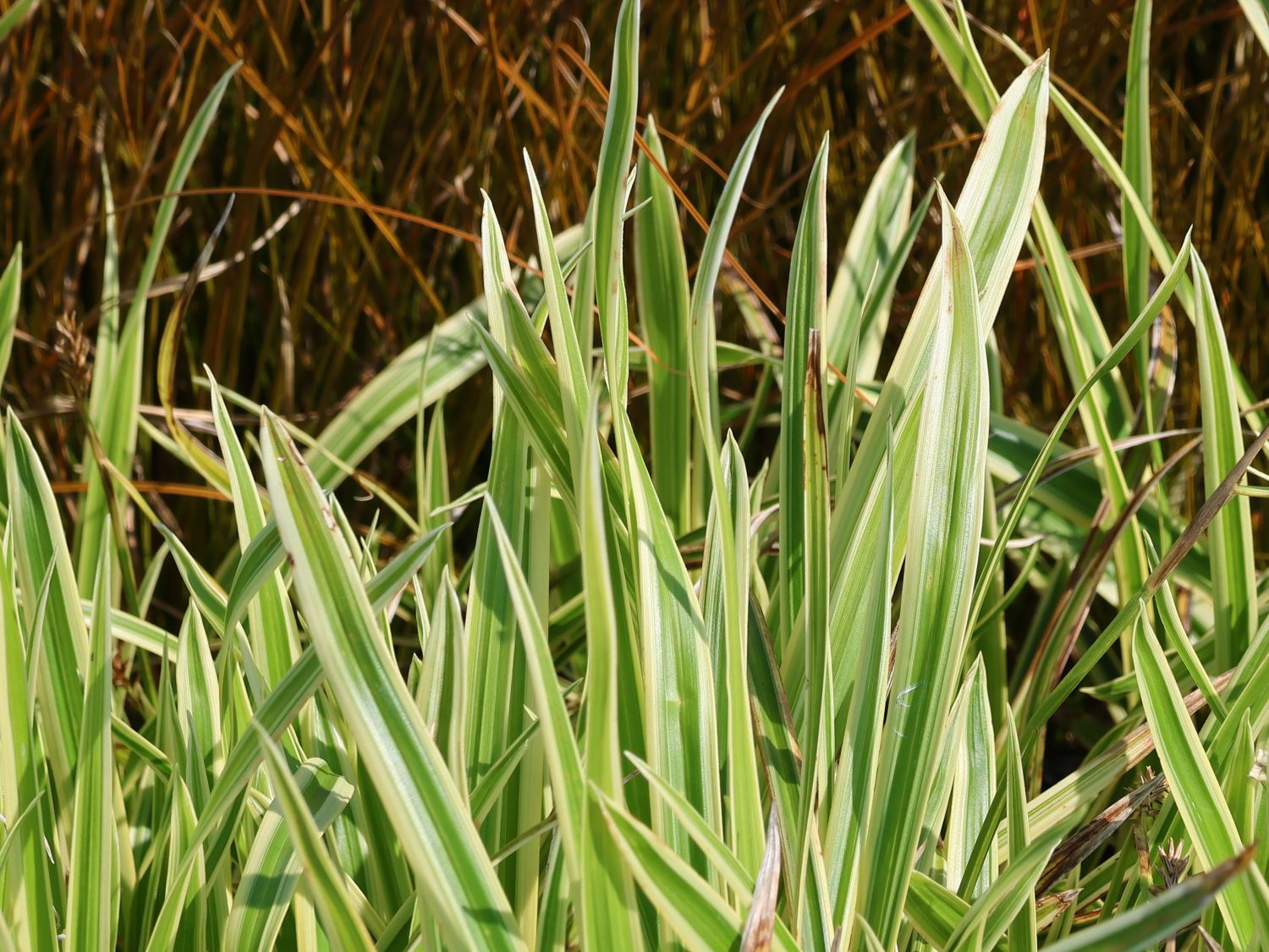Japan-Segge 'Vanilla Ice' - Carex foliosissima 'Vanilla Ice'
