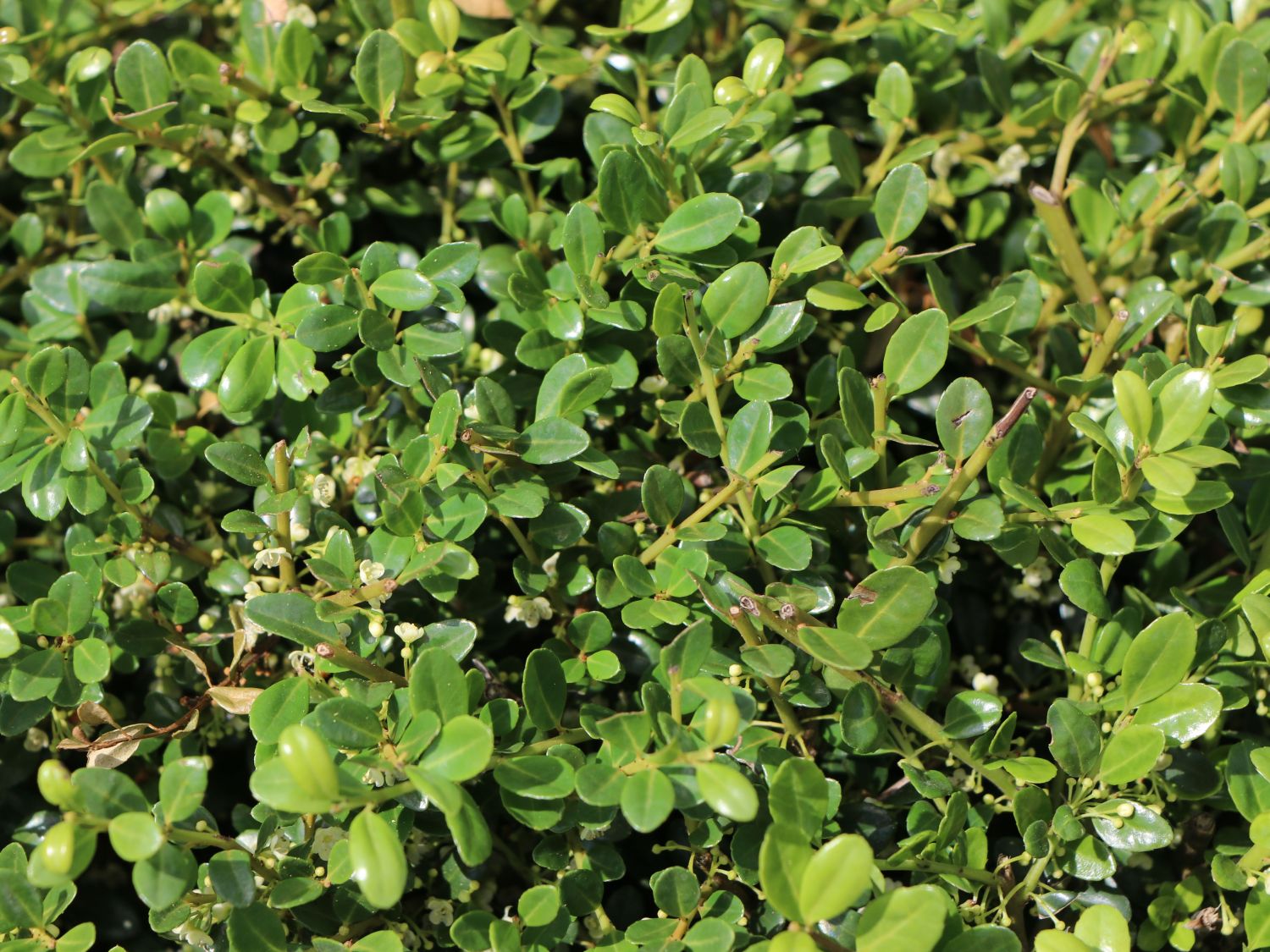 Japan-Stechpalme (Kugel) - Ilex crenata (Kugel)