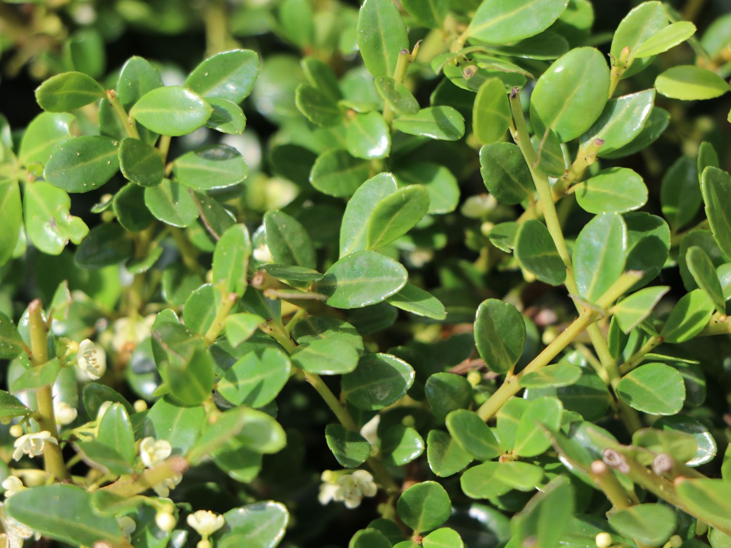 Japan-Stechpalme (Kugel) - Ilex crenata (Kugel)