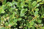 Japan-Stechpalme (Kugel) - Ilex crenata (Kugel)