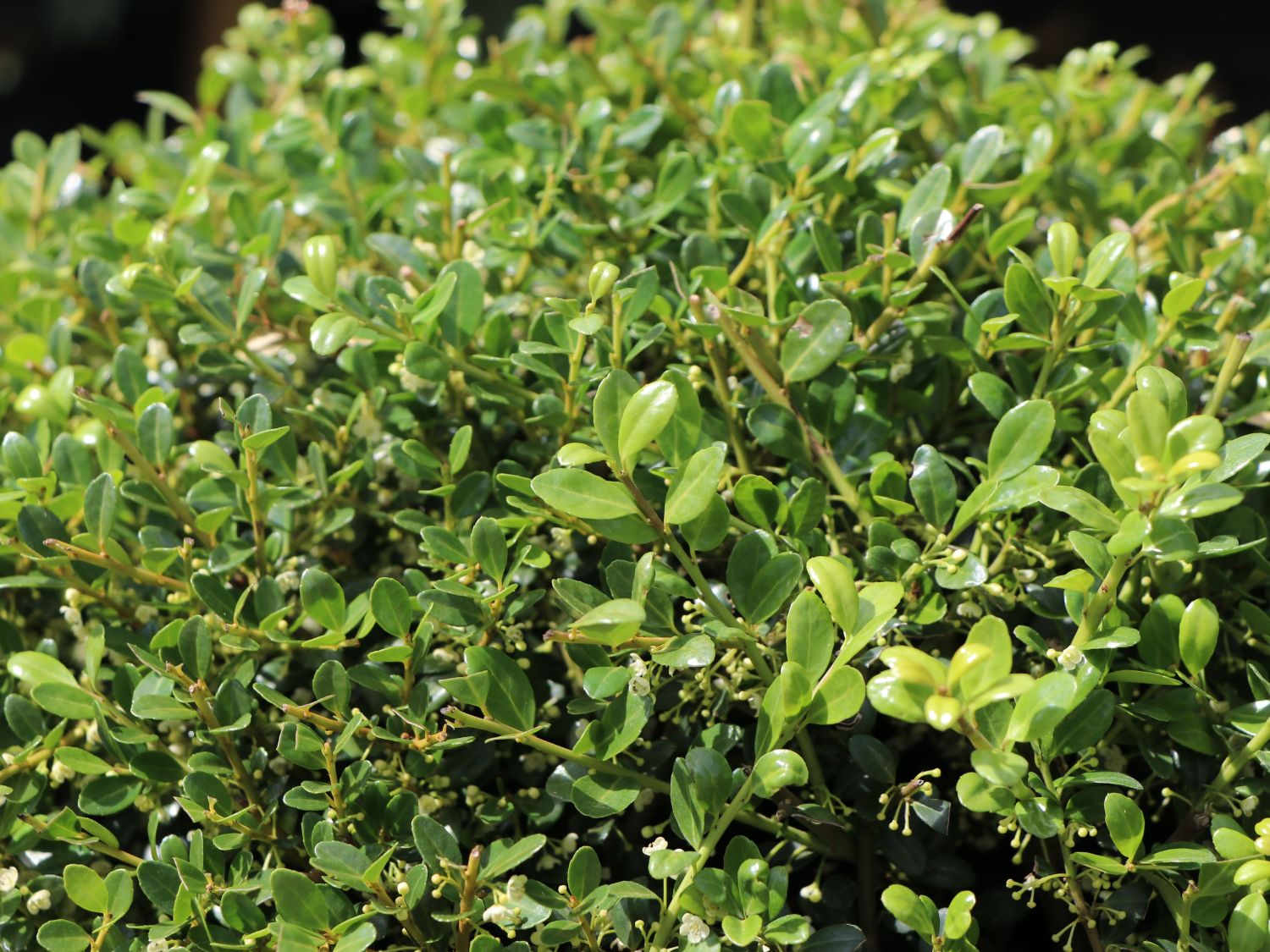 Japan-Stechpalme (Kugel) - Ilex crenata (Kugel)