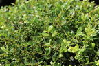 Japan-Stechpalme (Kugel) - Ilex crenata (Kugel)