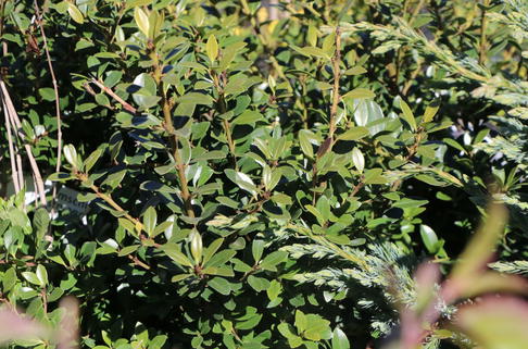 Japan-Stechpalme - Ilex crenata