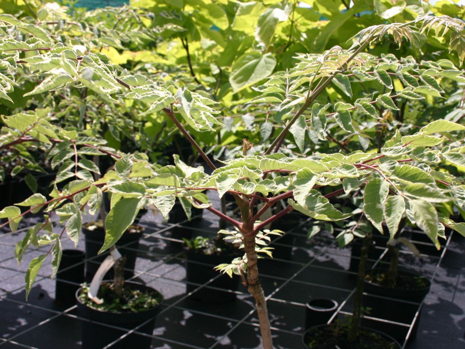 Japanische Aralie 'Silver Umbrella' - Aralia elata 'Silver Umbrella'