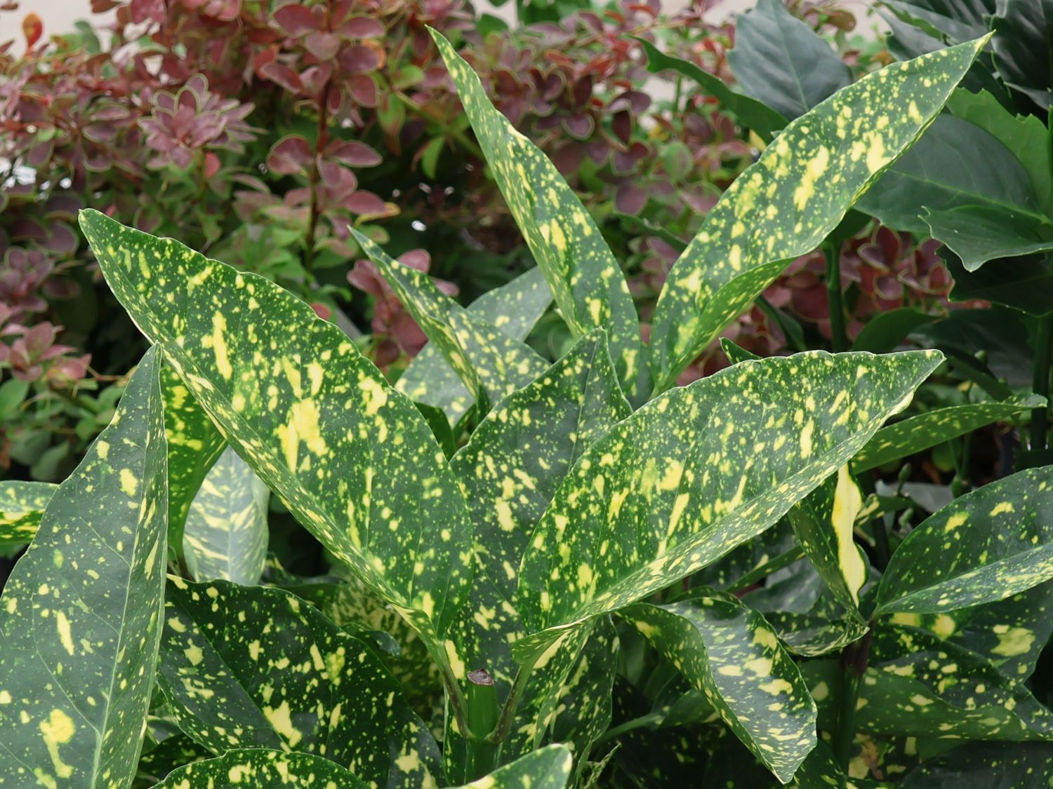 Japanische Aucube 'Crotonifolia' - Aucuba japonica 'Crotonifolia'