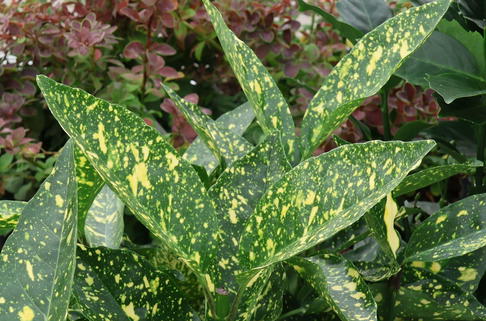 Japanische Aucube 'Crotonifolia' - Aucuba japonica 'Crotonifolia'