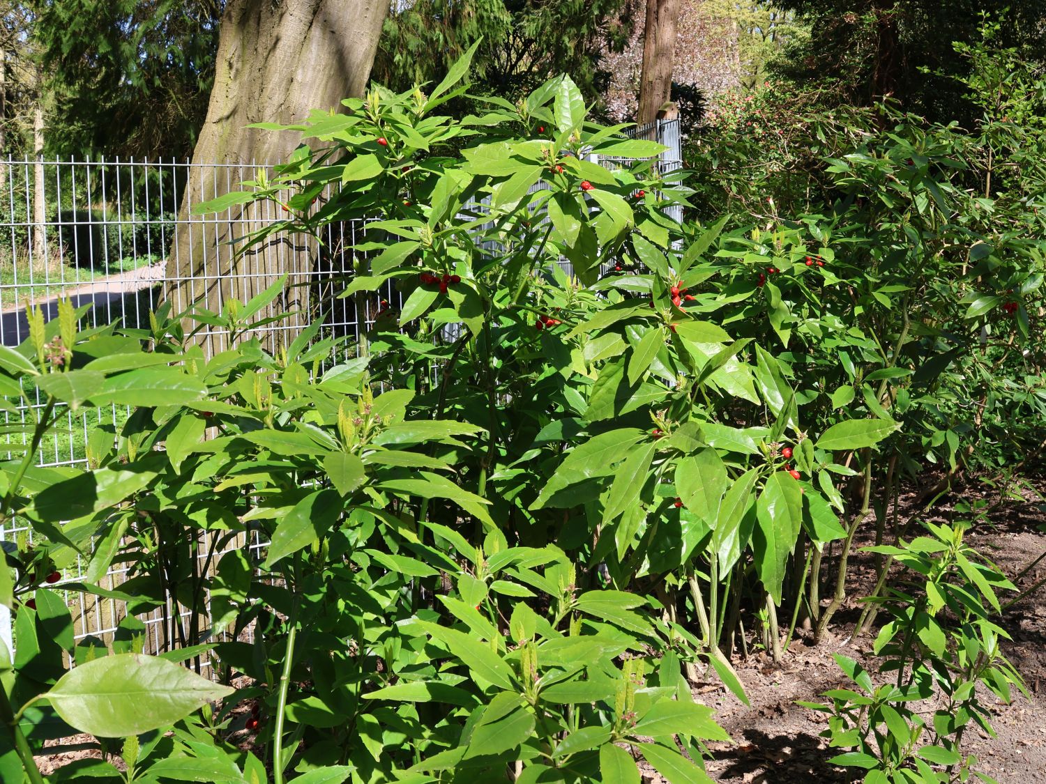 Japanische Aucube - Aucuba japonica