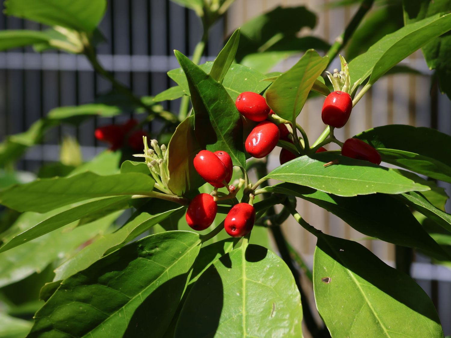 Japanische Aucube - Aucuba japonica