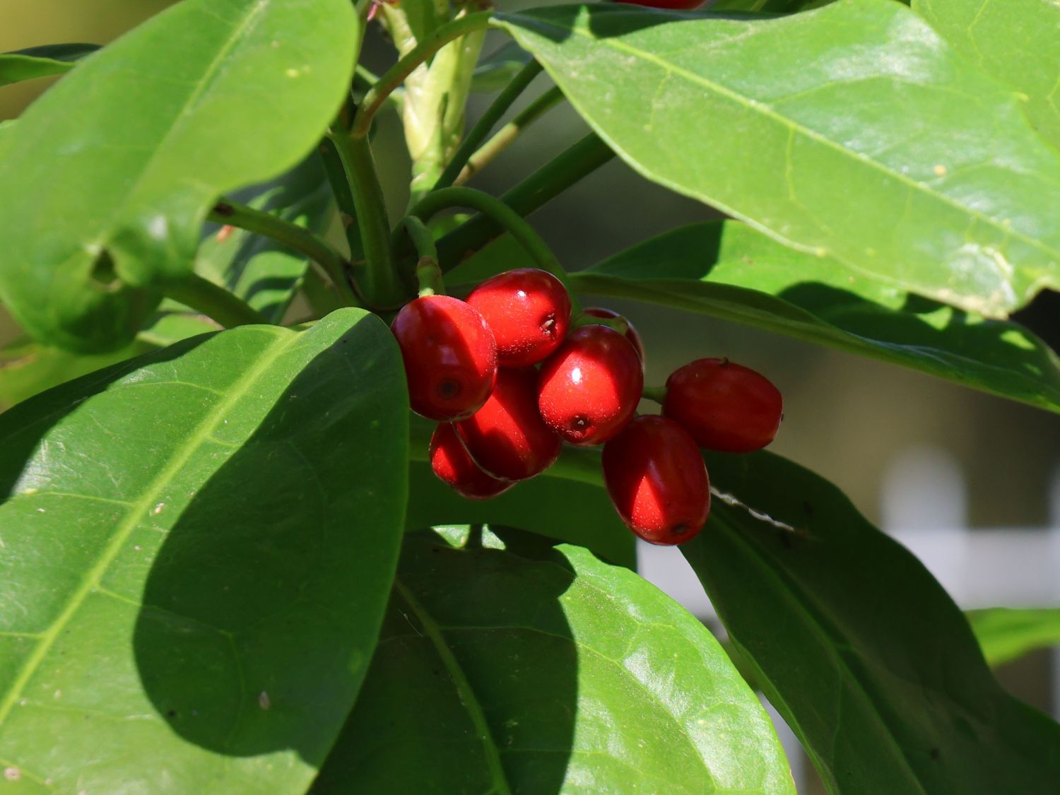 Japanische Aucube - Aucuba japonica