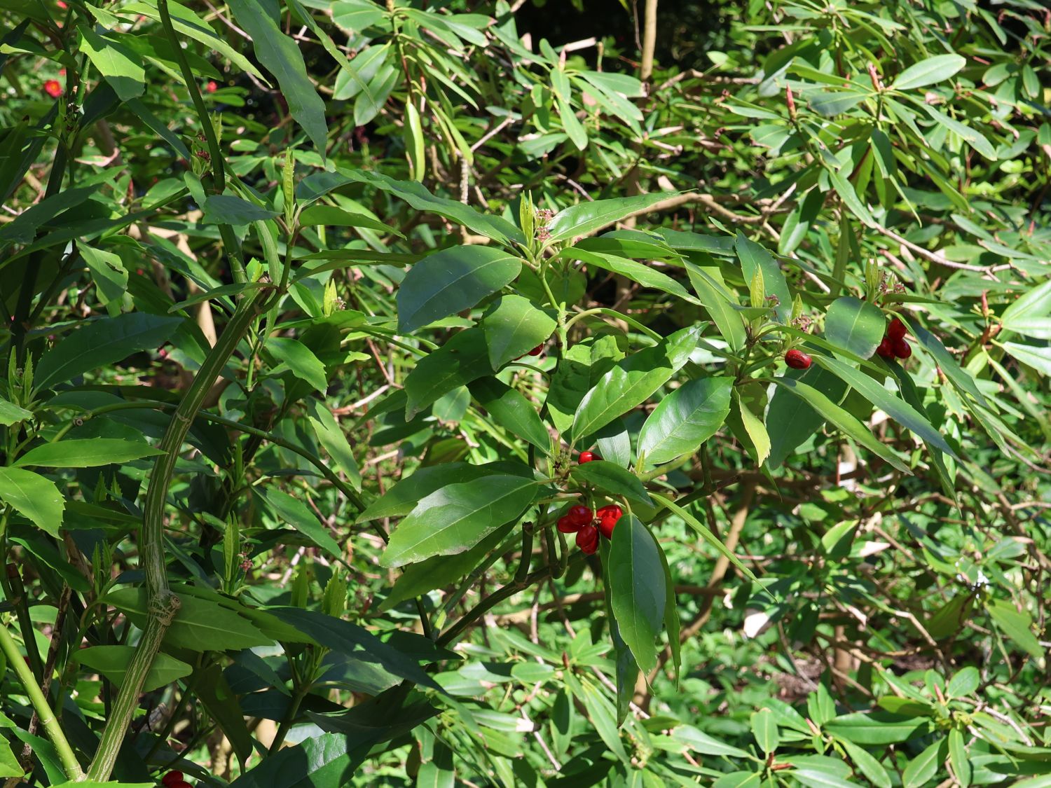 Japanische Aucube - Aucuba japonica