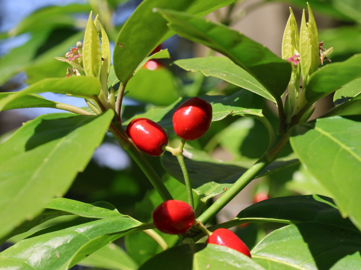 Japanische Aucube - Aucuba japonica