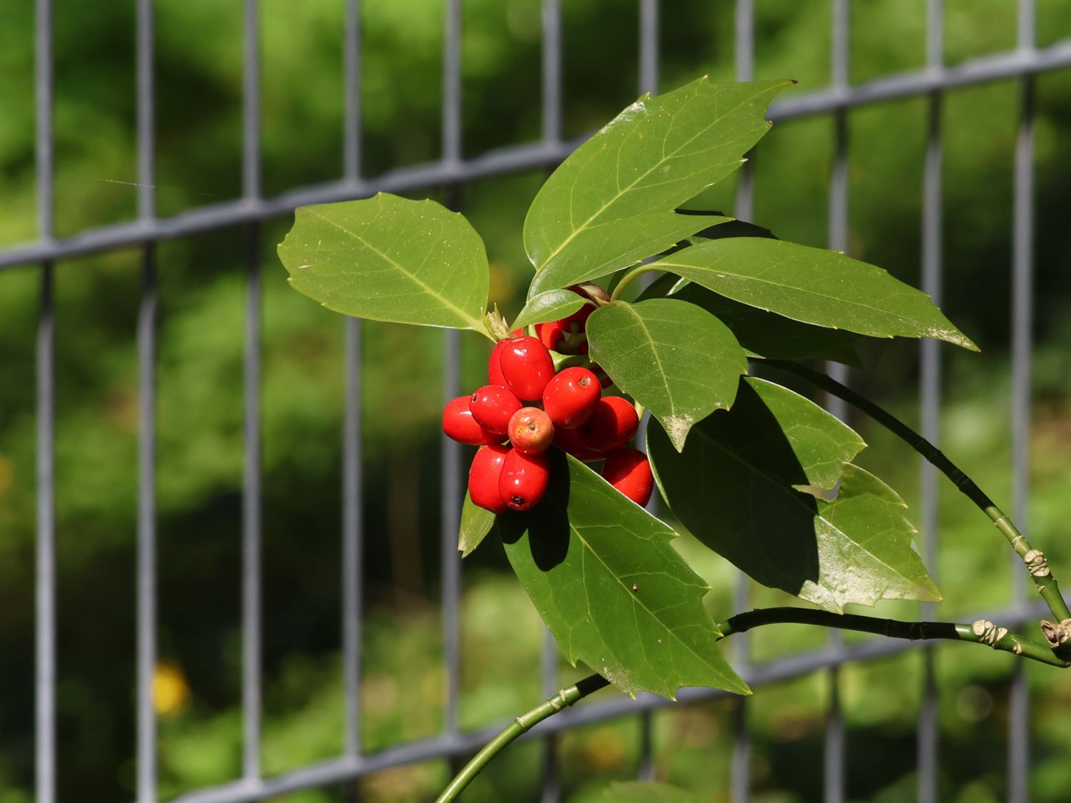 Japanische Aucube - Aucuba japonica