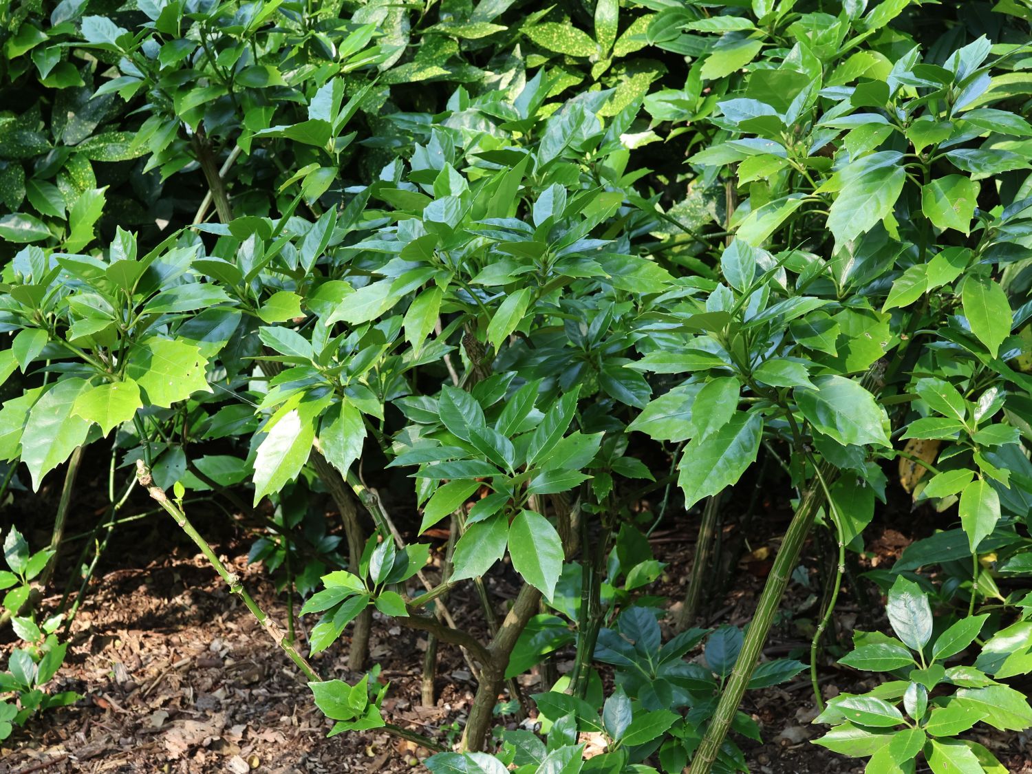 Japanische Aucube - Aucuba japonica