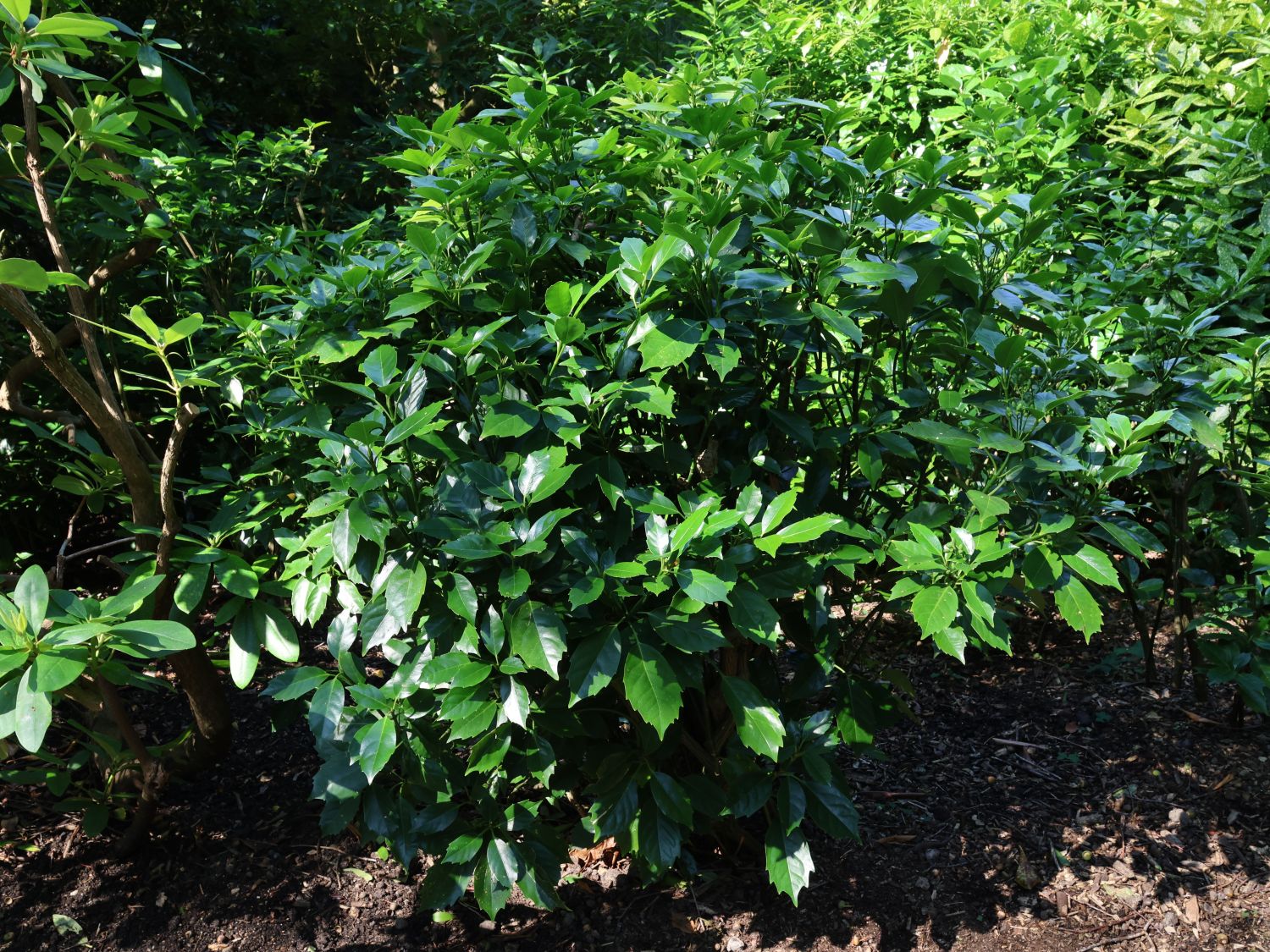 Japanische Aucube - Aucuba japonica