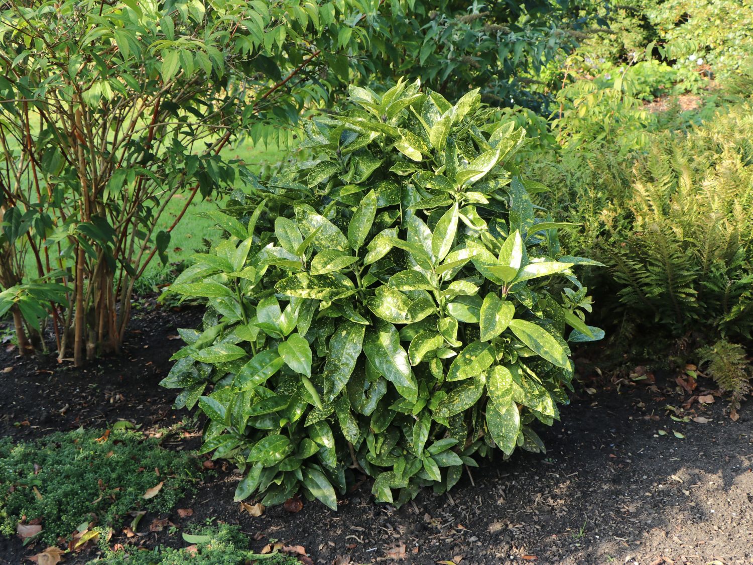 Garryales (Garryales)