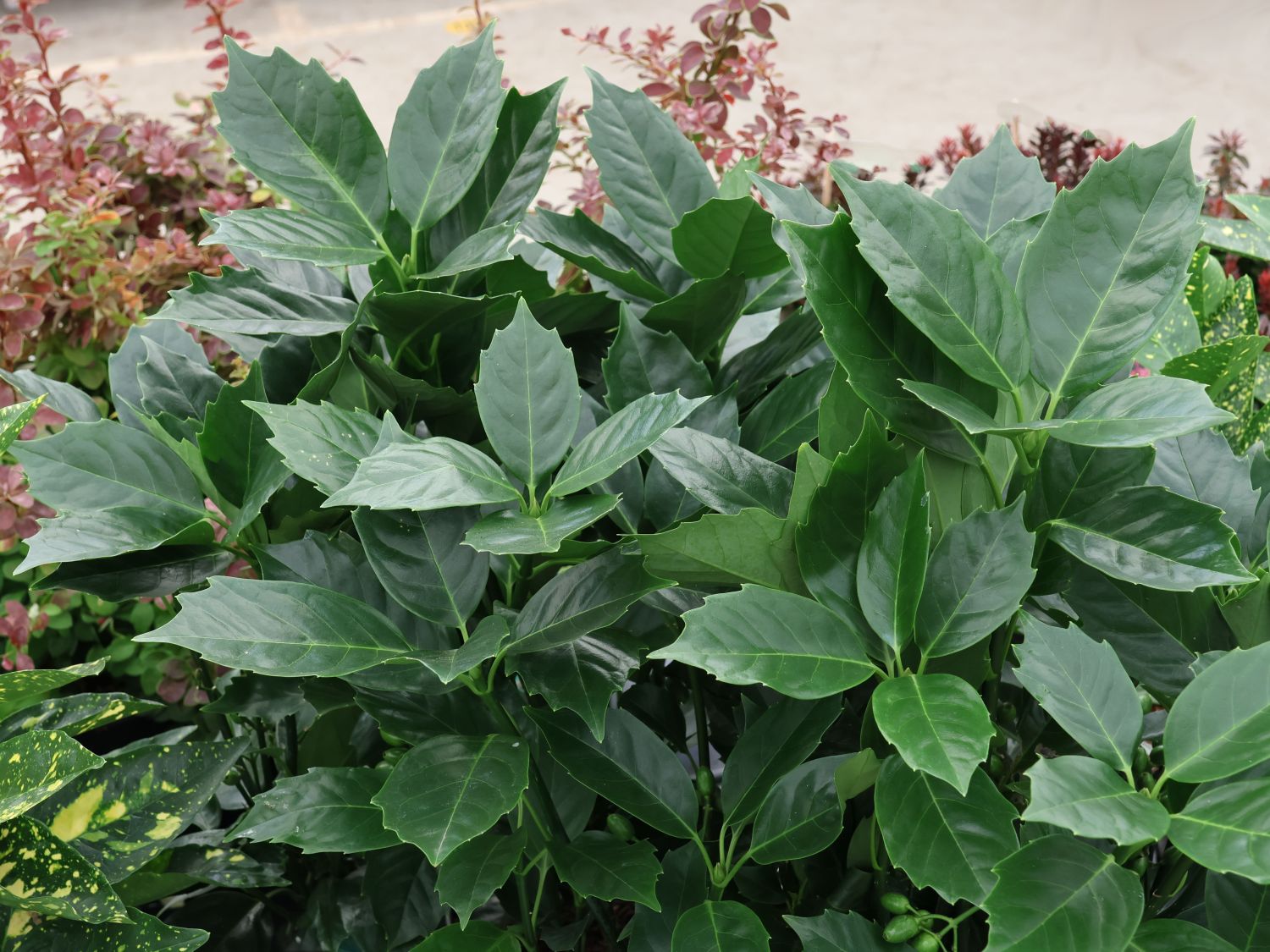 Japanische Aucube 'Rozannie' - Aucuba japonica 'Rozannie'